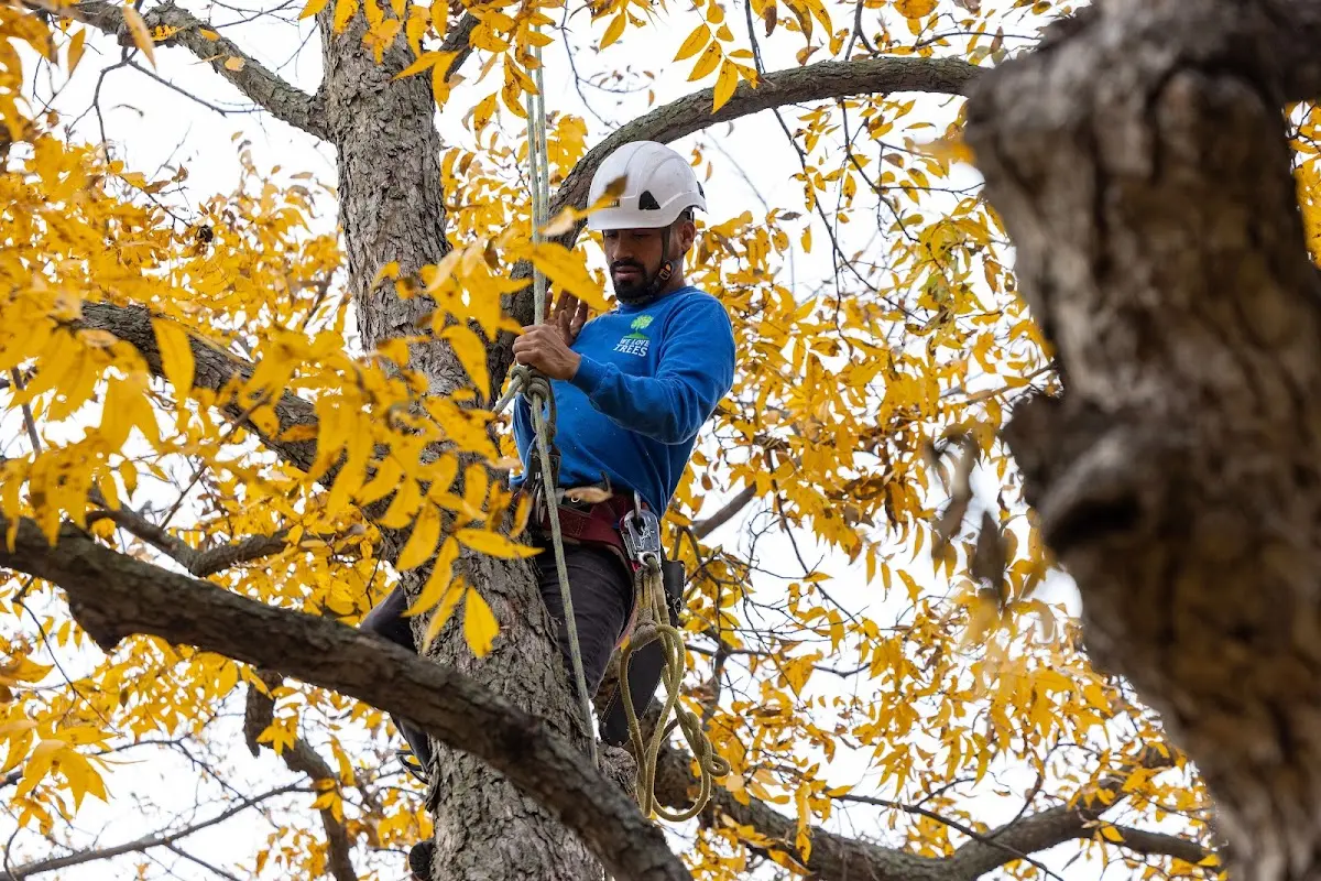 Skilled Tree Transplanting crew working in Dora