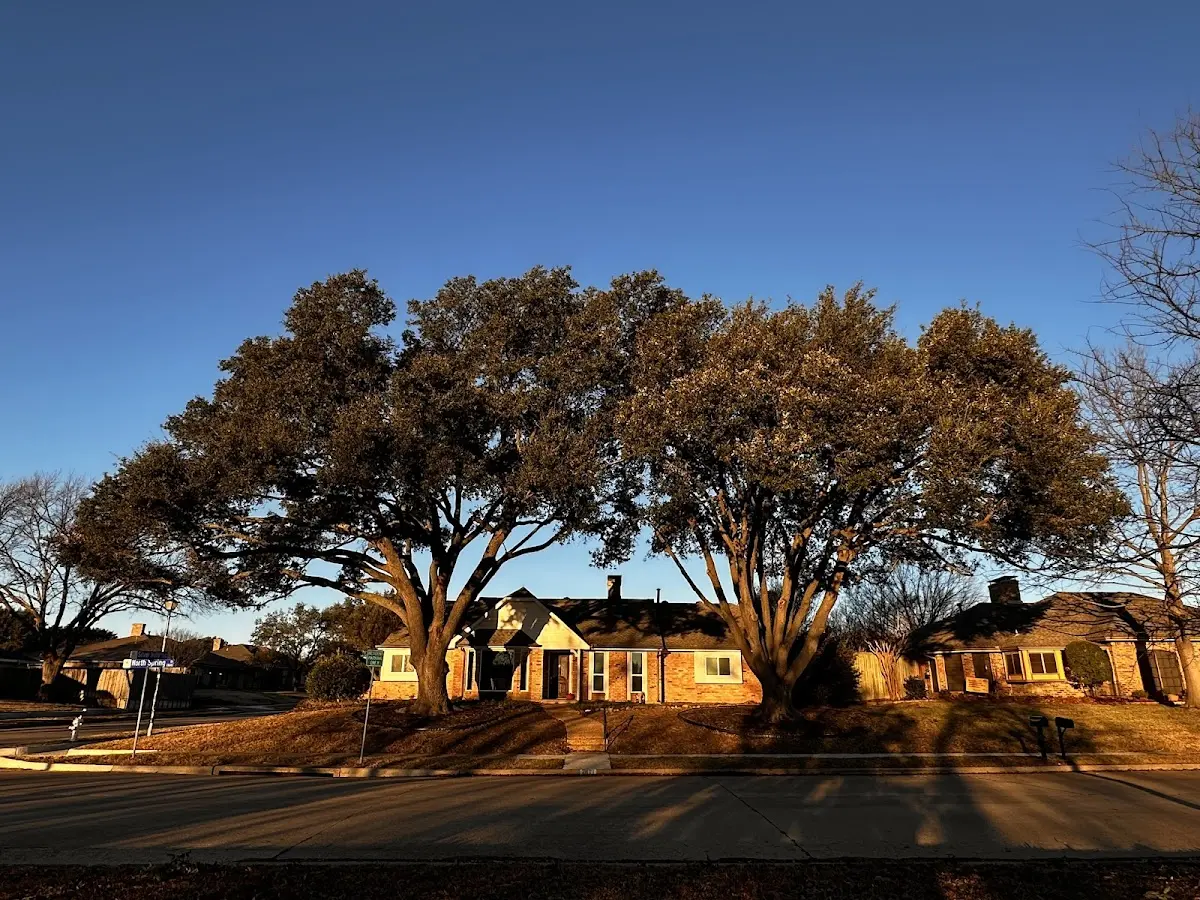 Established residential canopy tree shading a home in Dora